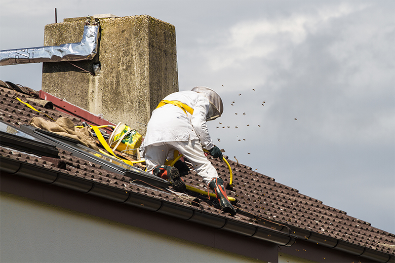 Bee Pest Control in Chesterfield Derbyshire