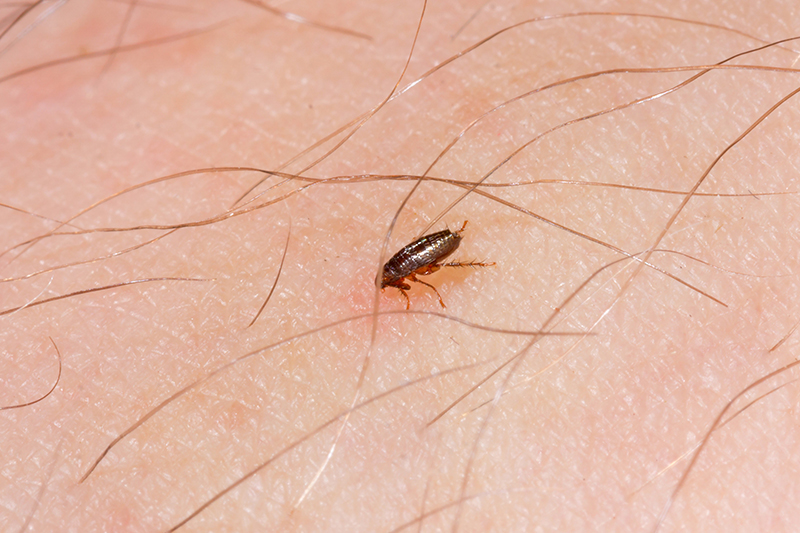Flea Pest Control in Chesterfield Derbyshire